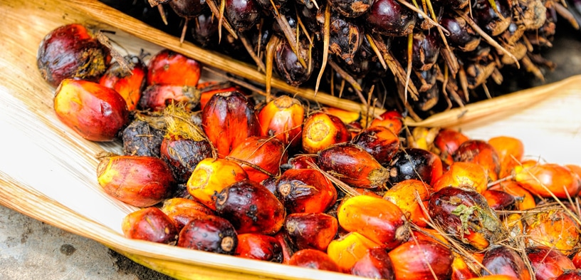 Problemfeld Palmöl – Ein Rohstoff gerät in Verruf