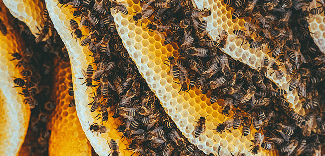Das Bild zeigt Bienen in einer Bienenwabe.